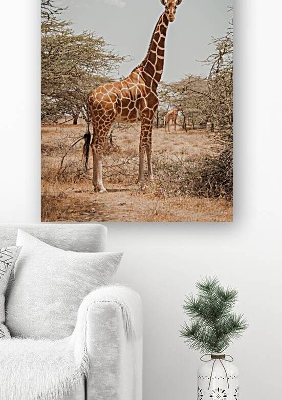 Giraffe in the Dry Savannah by Samuel Choy