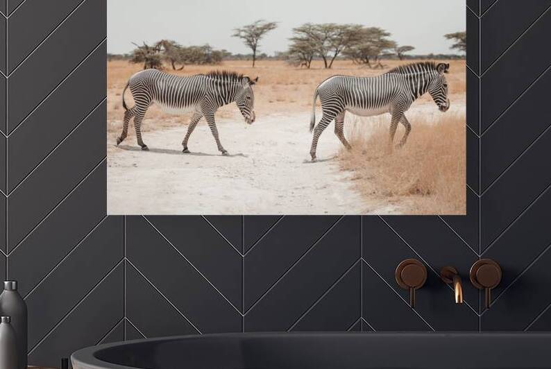 Two Grevys Zebras Crossing Path Reproduction