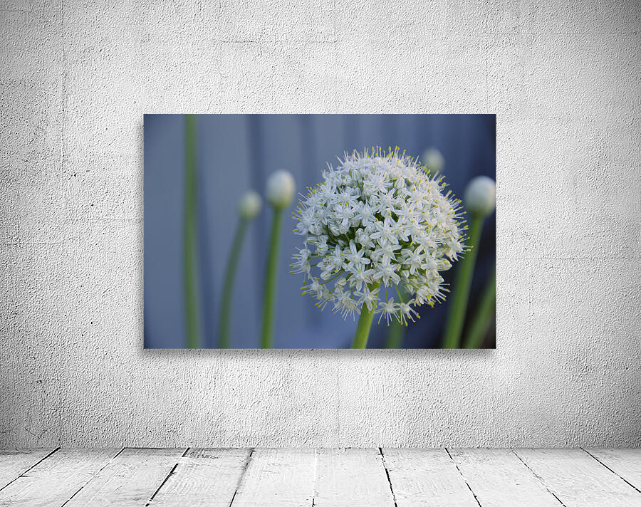 White Allium Bloom Close-Up Wall Preview