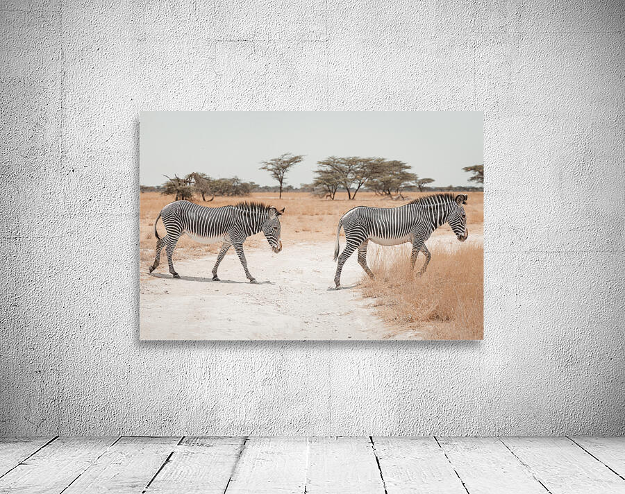Two Grevys Zebras Crossing Path Wall Preview