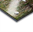 Egret Acrylic print