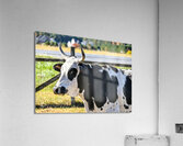 Cow Acrylic Print