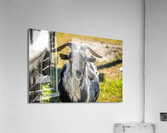 Goat Acrylic Print