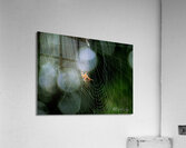 Spider Acrylic Print