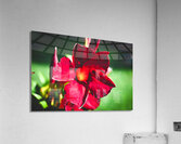 Summer Flowers Acrylic Print