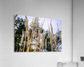 Winter sea grass Acrylic Print