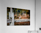 Titmouse Acrylic Print
