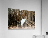 Great Egret Acrylic Print
