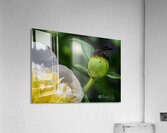 Peony Acrylic Print