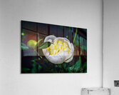 Peony Acrylic Print