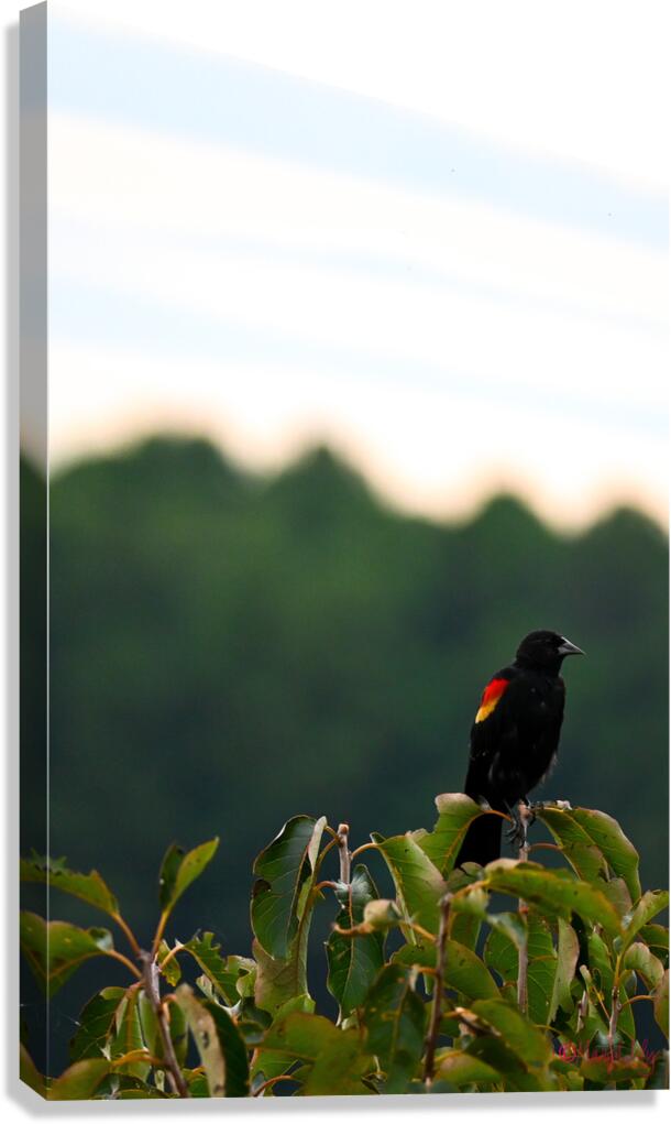 Redwing Black Bird Canvas Print