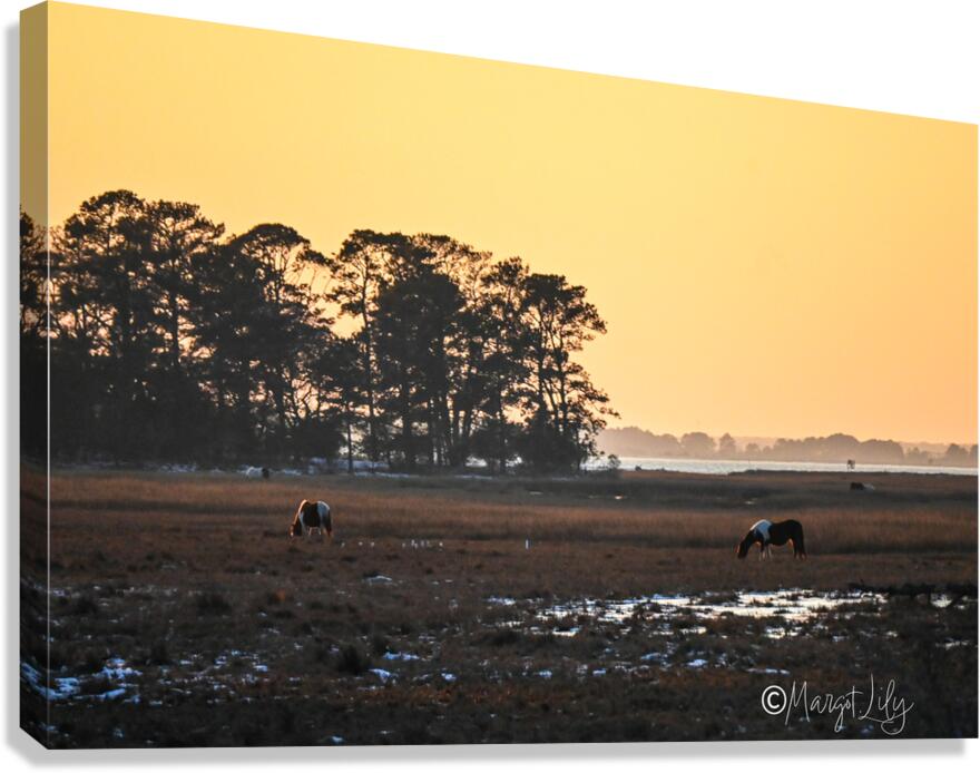 Sunset over Chincoteague Canvas Print