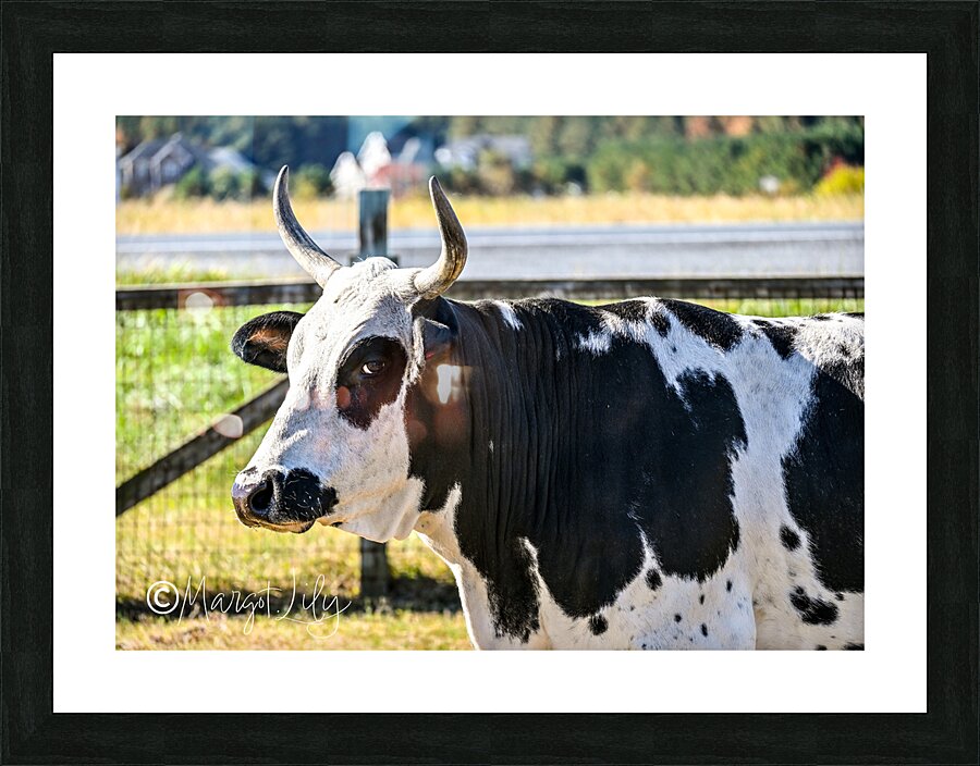 Cow Picture Frame print