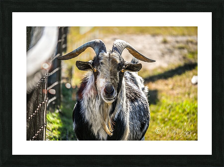 Goat Picture Frame print