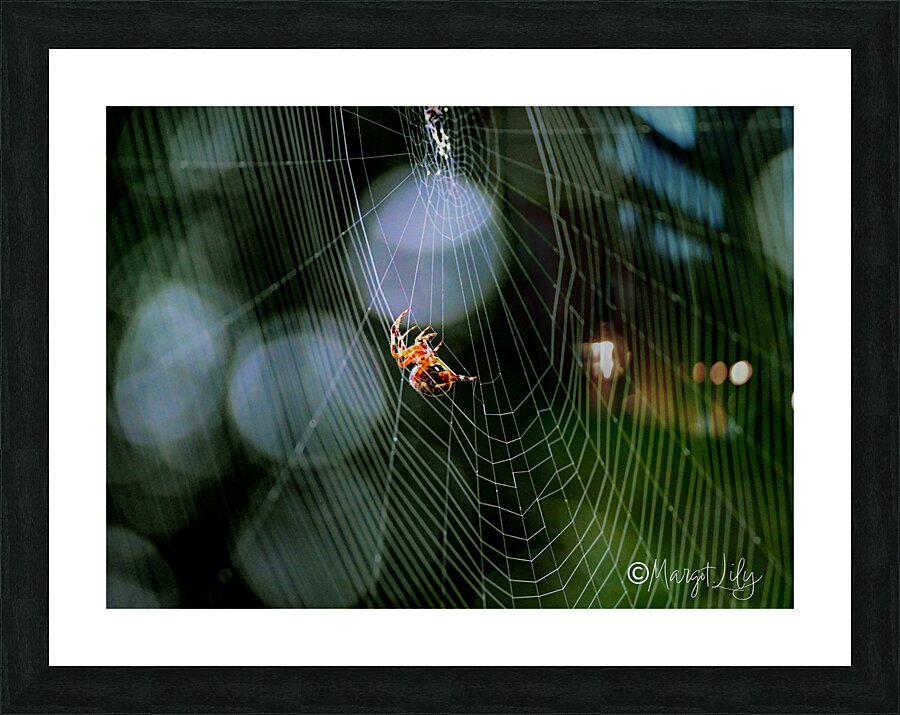 Spider Picture Frame print