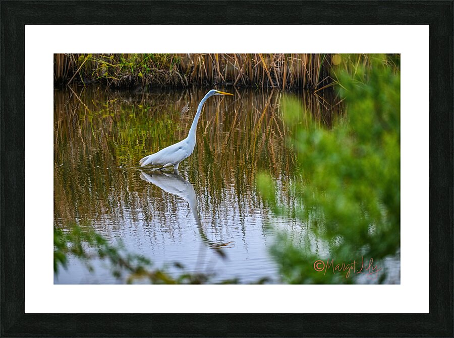 Egret Picture Frame print