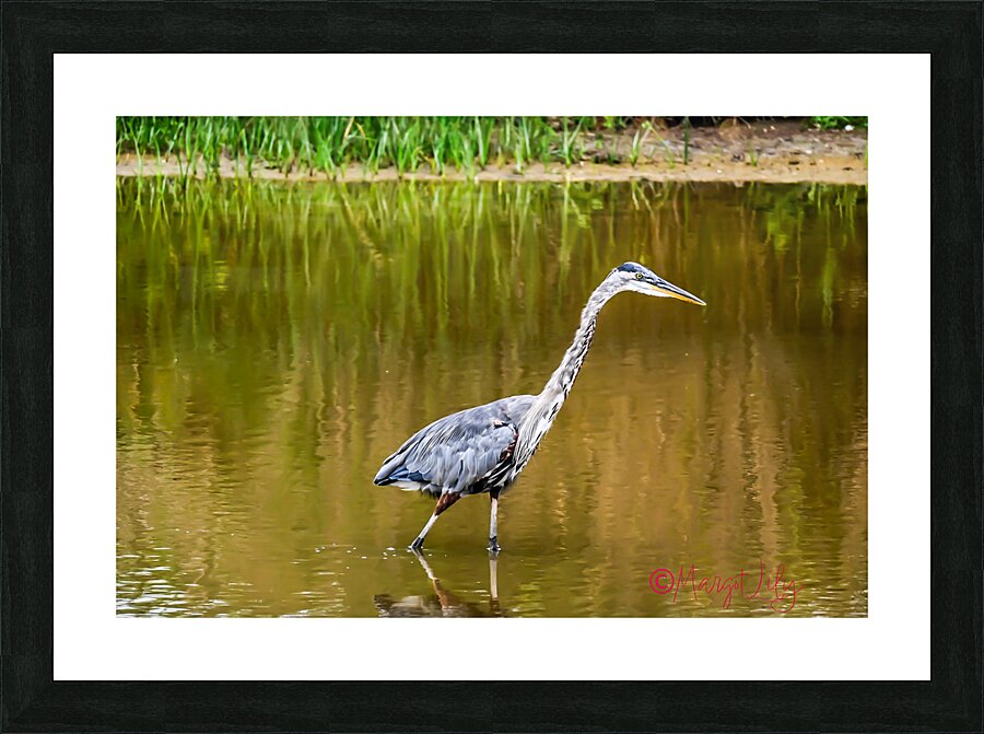 Blue Heron Picture Frame print