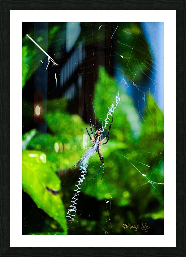 Garden Spider Picture Frame print