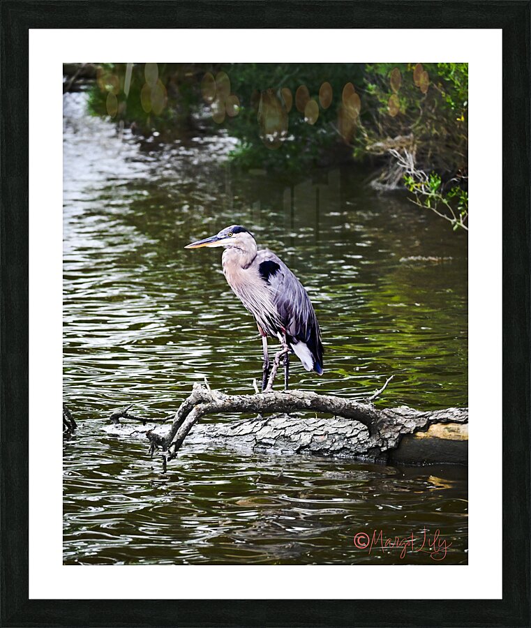 Blue Heron Picture Frame print