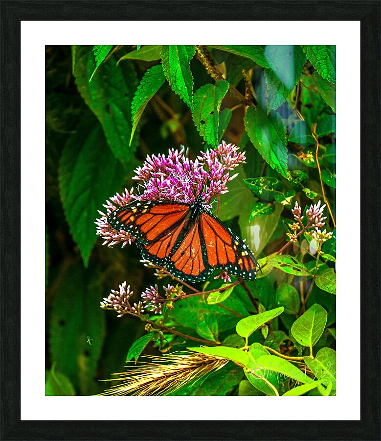 Monarch Butterfly Picture Frame print