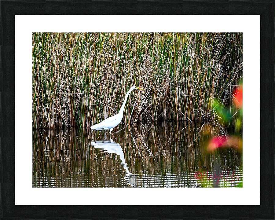 Egret Picture Frame print
