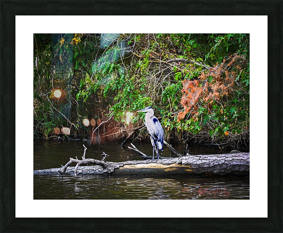 Blue Heron Picture Frame print