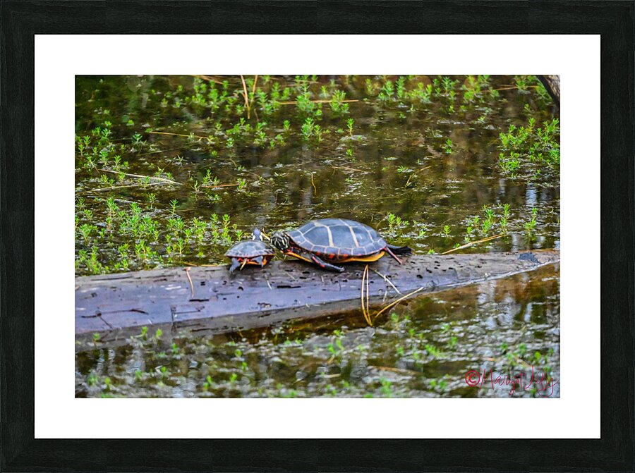 Blackwater turtles Picture Frame print