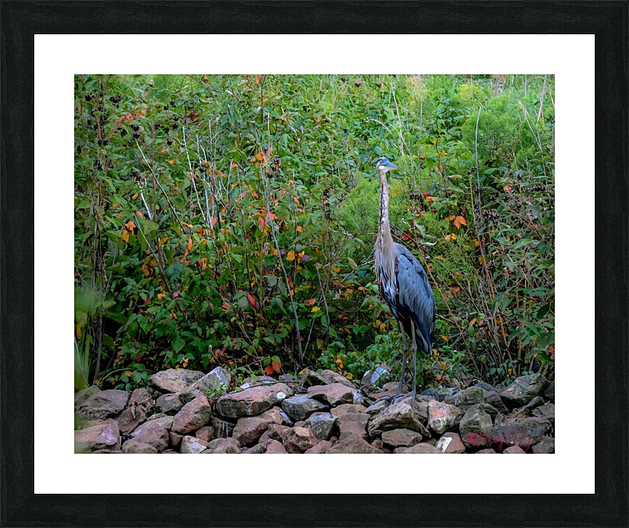 Blue Heron Picture Frame print