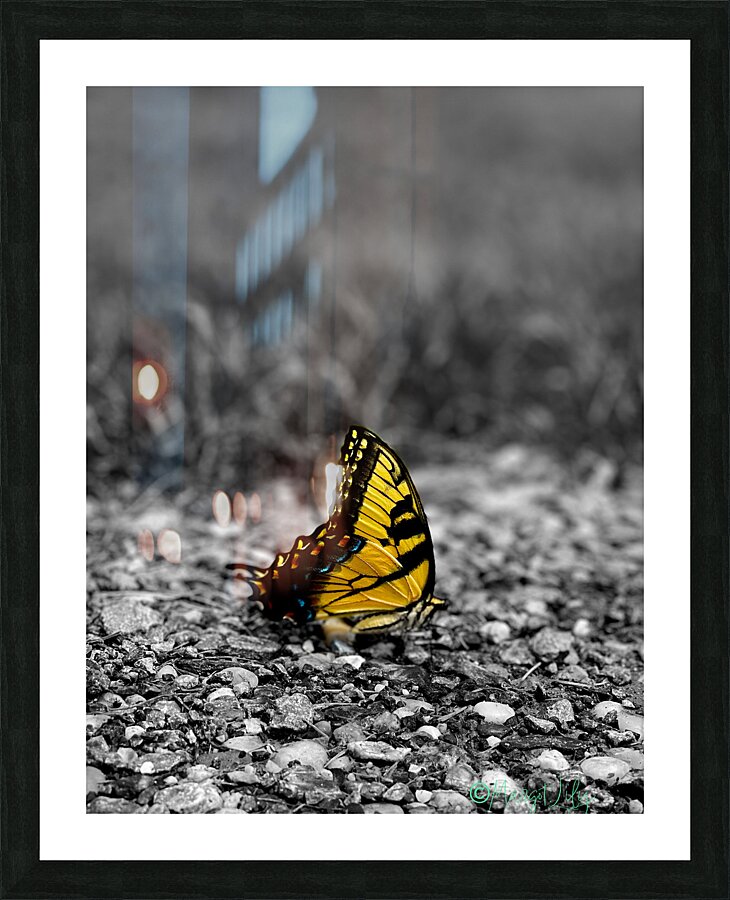 Butterfly Picture Frame print