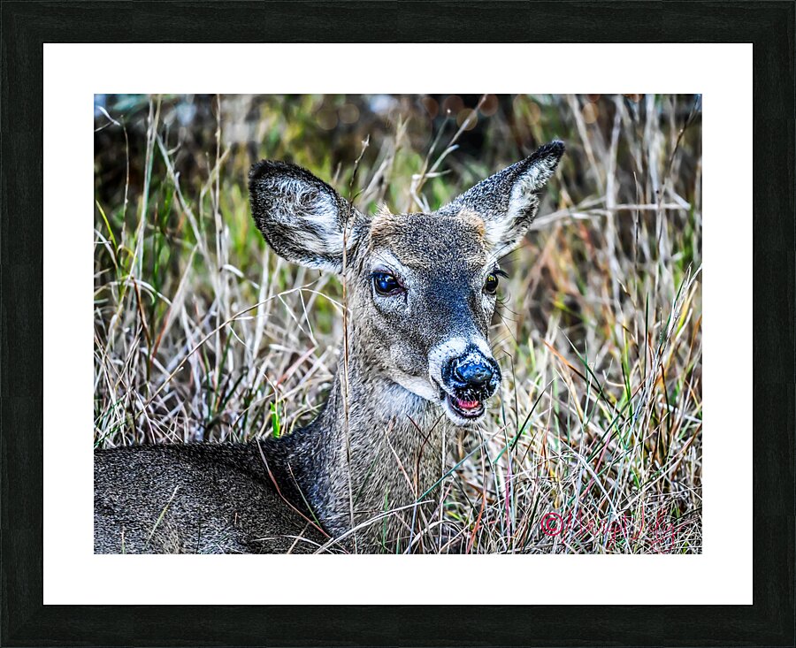 Deer Picture Frame print