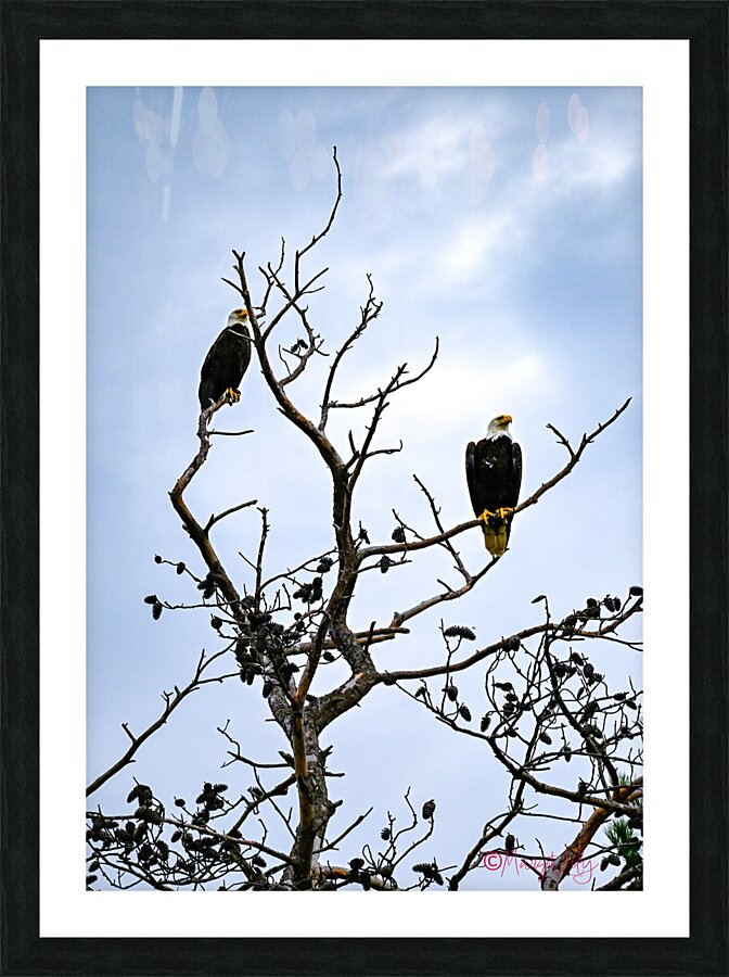 Bald Eagles Picture Frame print