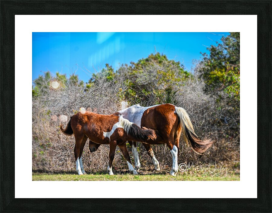 Wild ponies Picture Frame print