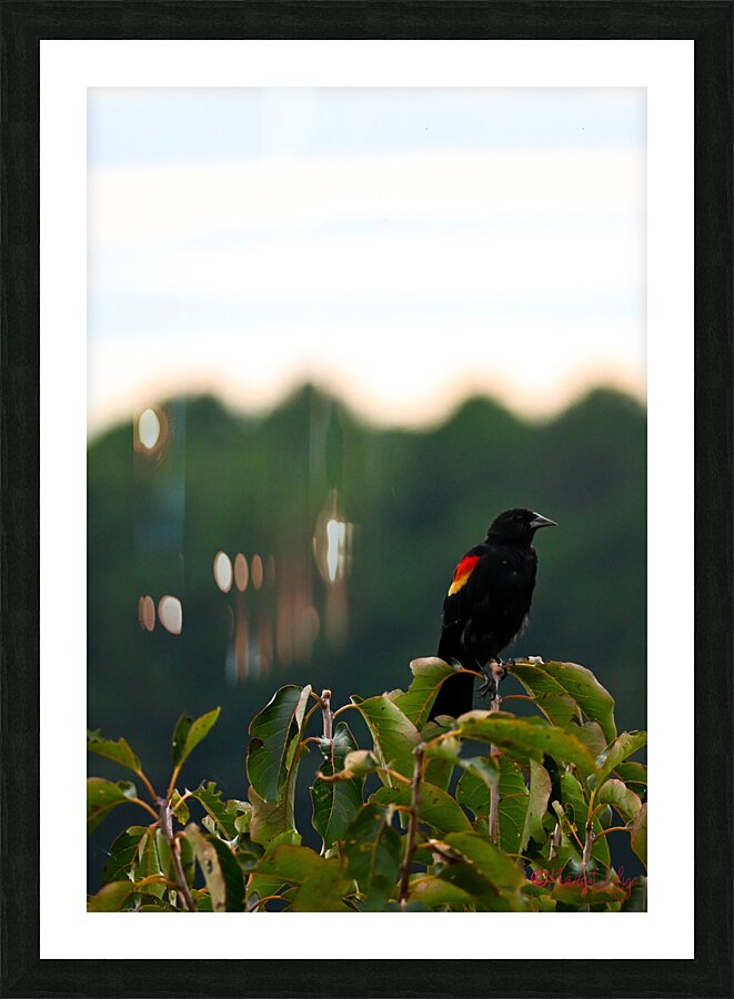 Redwing Black Bird Picture Frame print