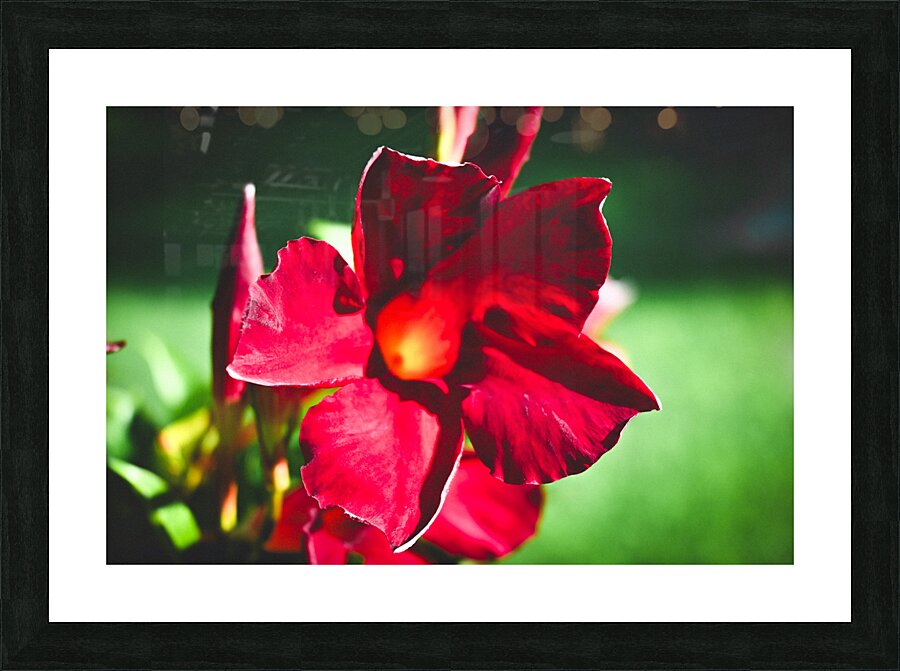 Summer Flowers Picture Frame print