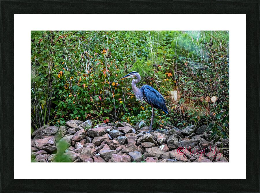 Blue Heron Picture Frame print