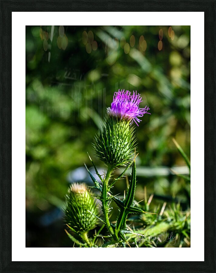 Thistle Picture Frame print