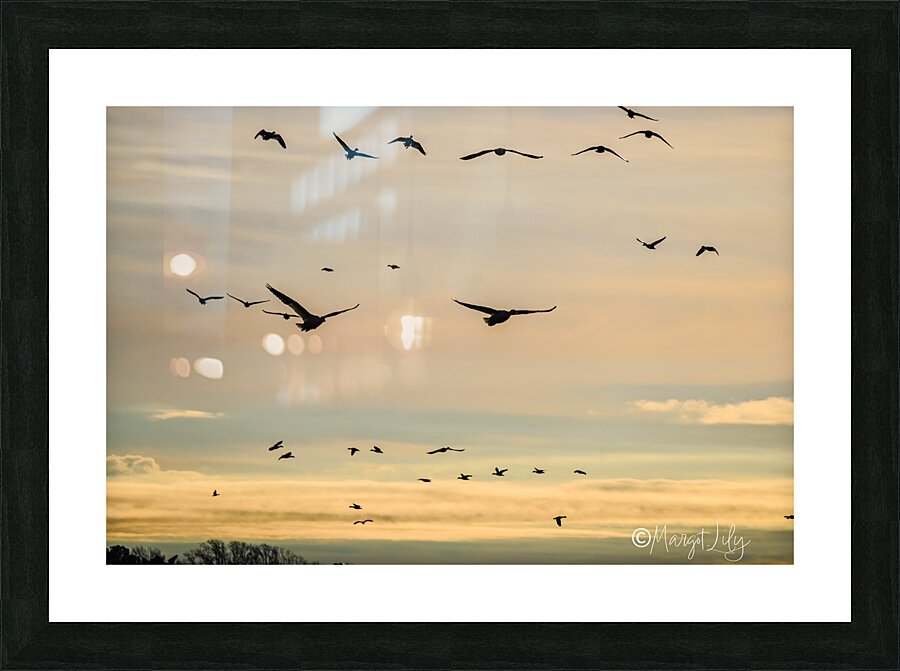 Snow Geese Picture Frame print