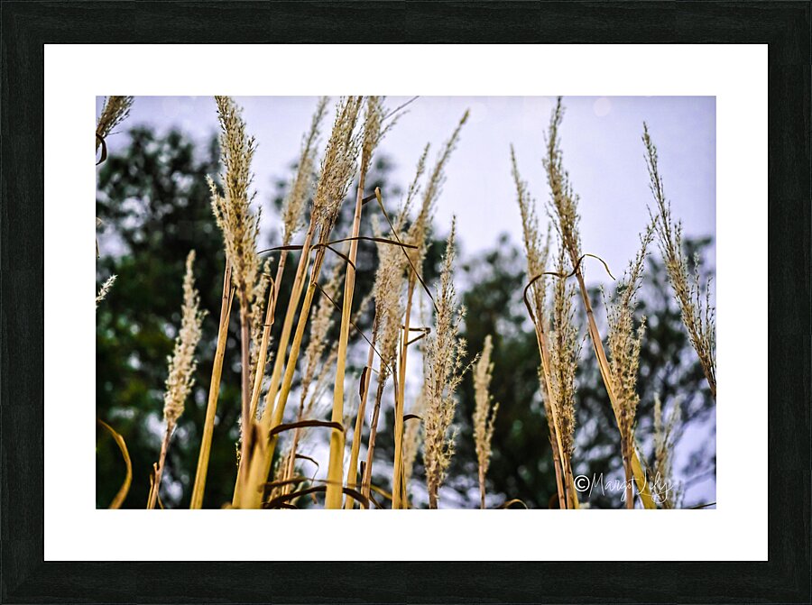 Winter sea grass Picture Frame print