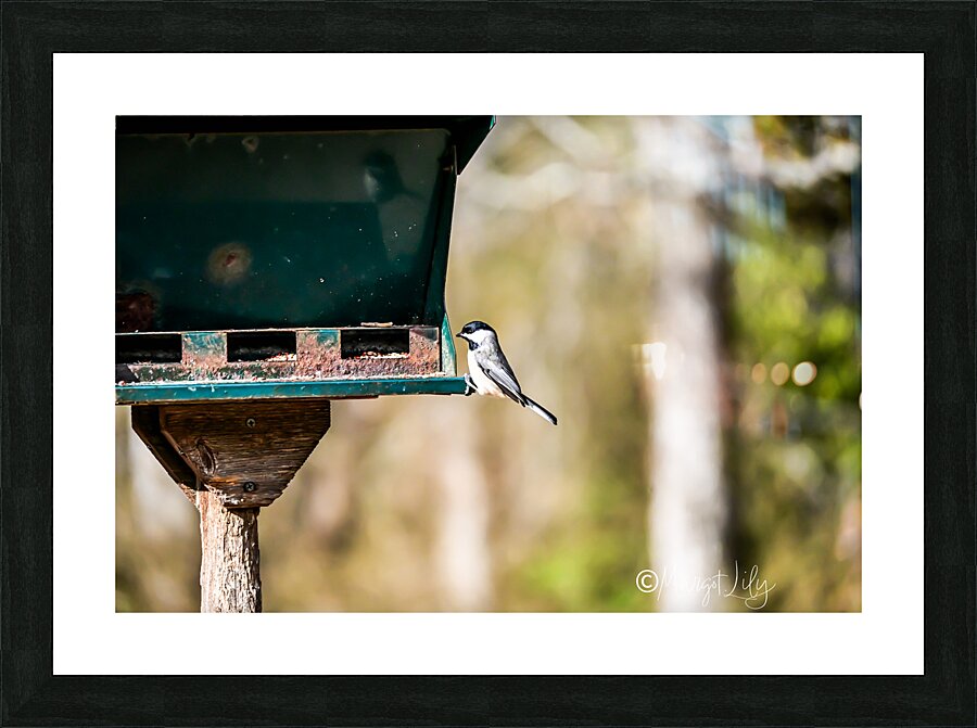 Black-capped chickadee Picture Frame print