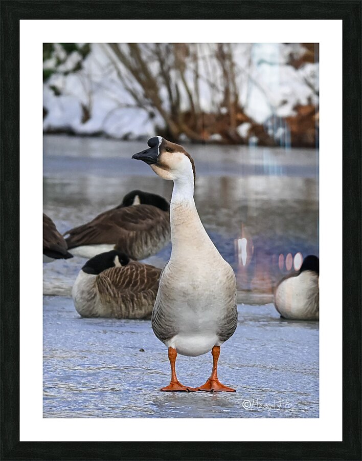 Goose Picture Frame print