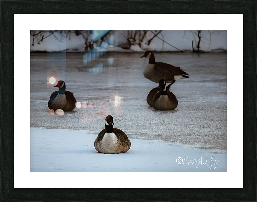 Winter geese Picture Frame print