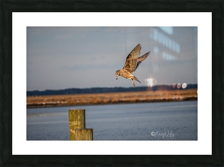Seagull Picture Frame print