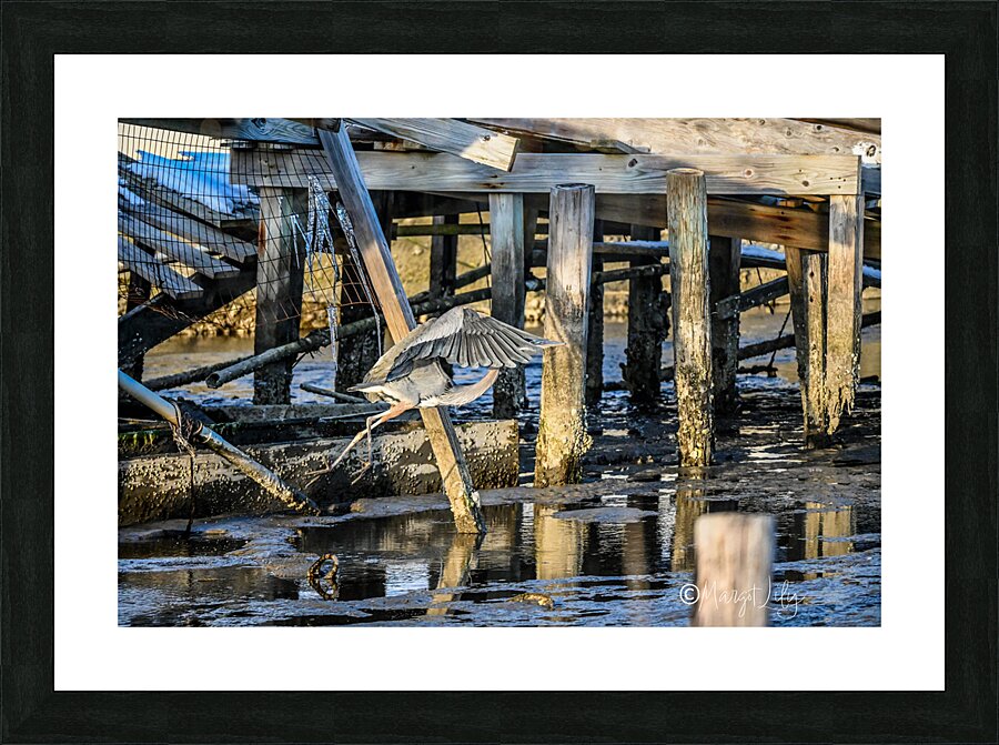 Heron Picture Frame print