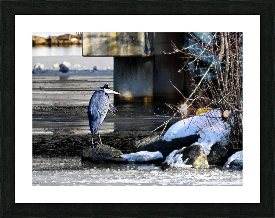 Grumpy Heron Picture Frame print