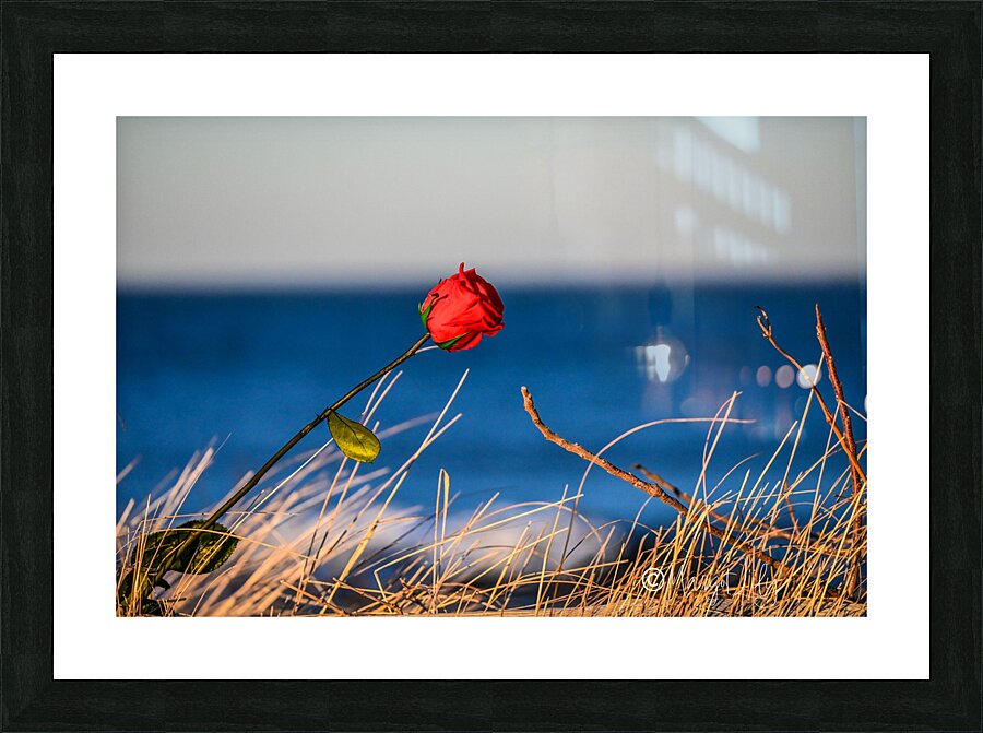 Winter Rose Picture Frame print
