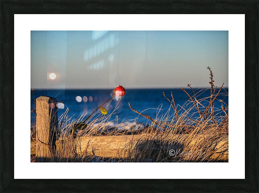 Winter Rose Picture Frame print