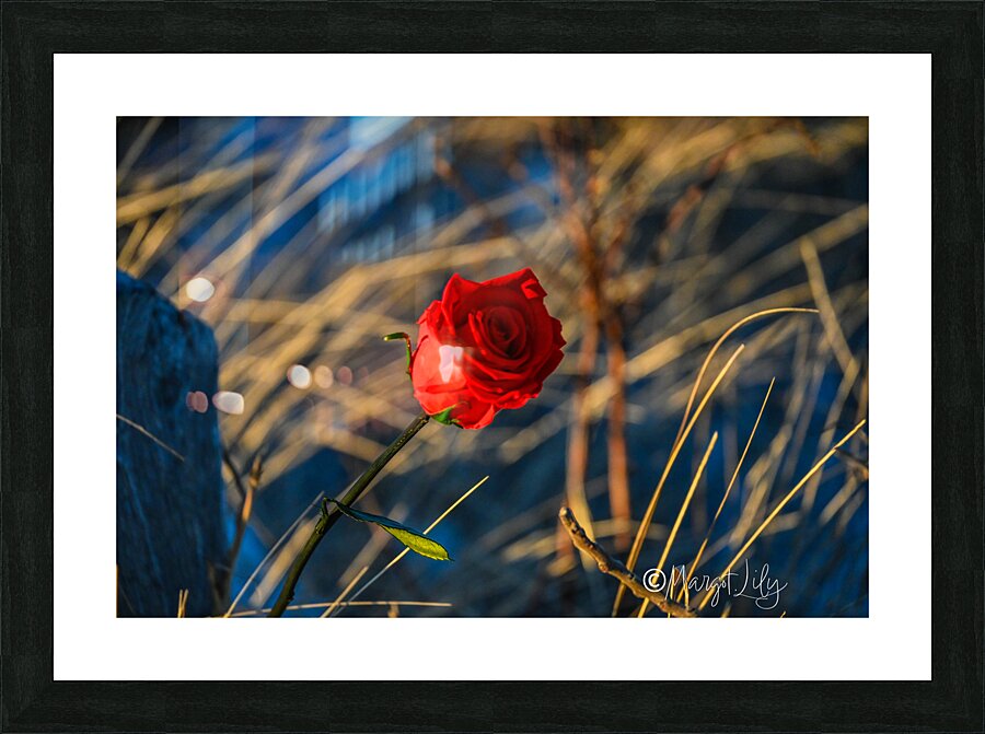 Winter Rose Picture Frame print