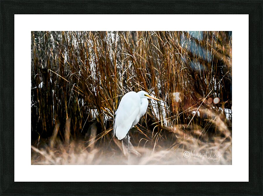 Great Egret Picture Frame print