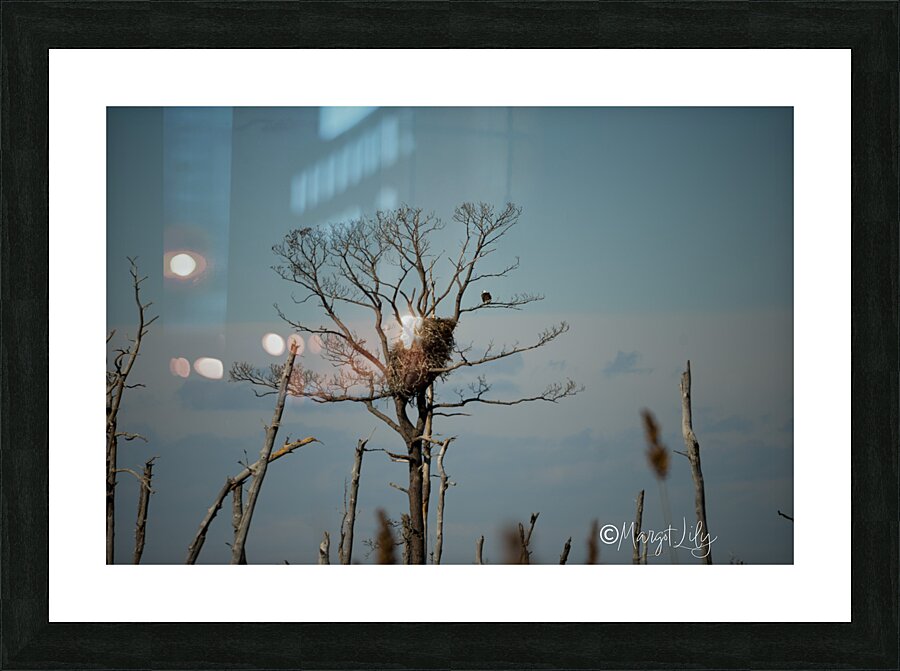 Bald Eagles Picture Frame print