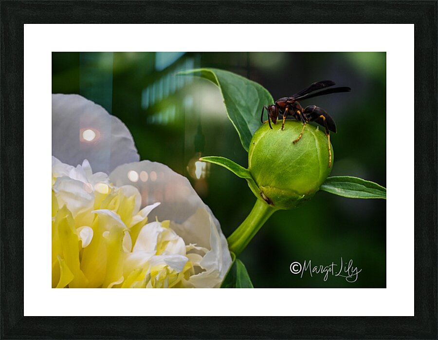 Peony Picture Frame print